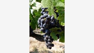 Illustration for article titled Why Genetically Engineered Grapes Would Make Great Wine